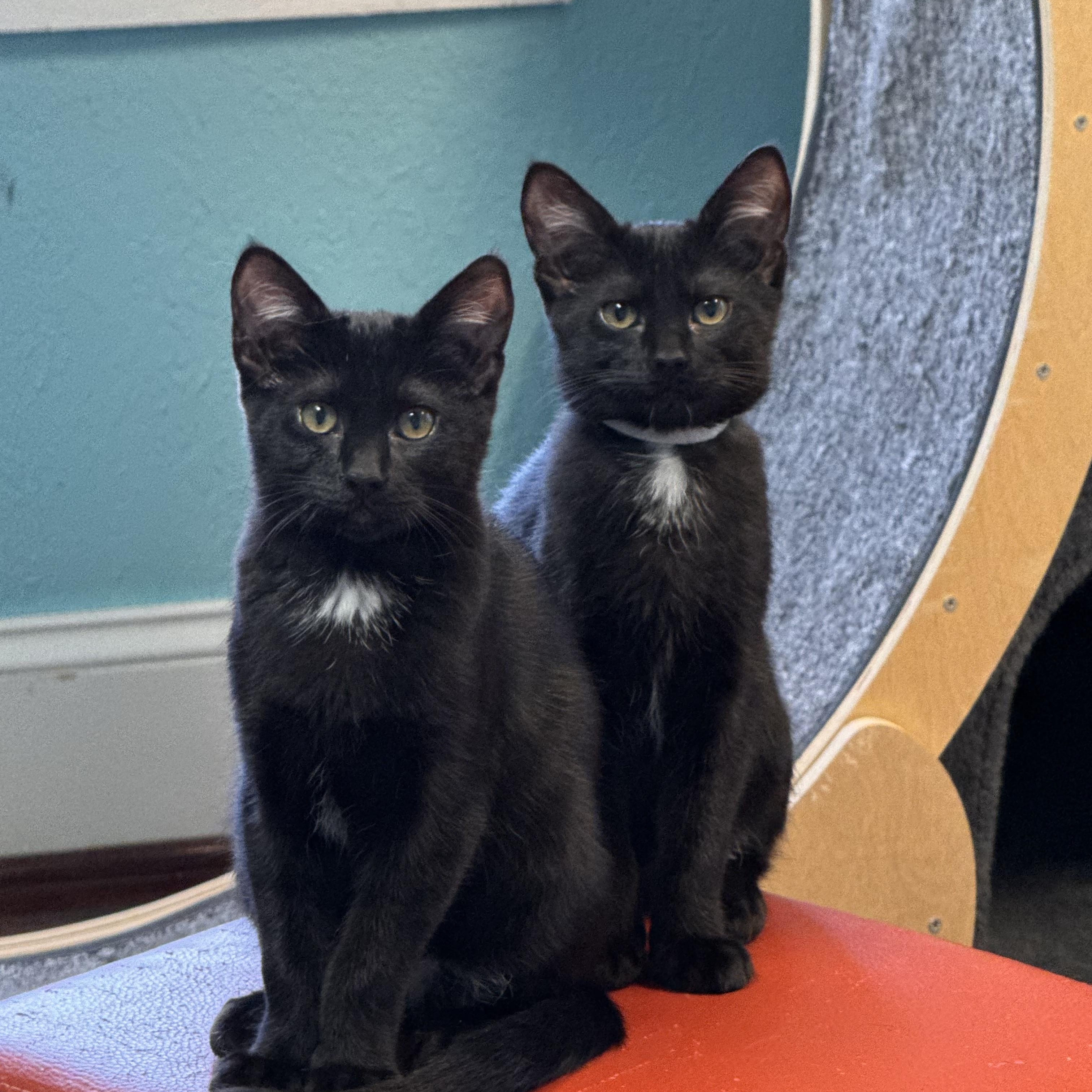 Enlarge Christian & Cam Brothers Kittens Bonded Pair, a ADOPTABLE Domestic Short Hair in Monroe, NC image 3/6