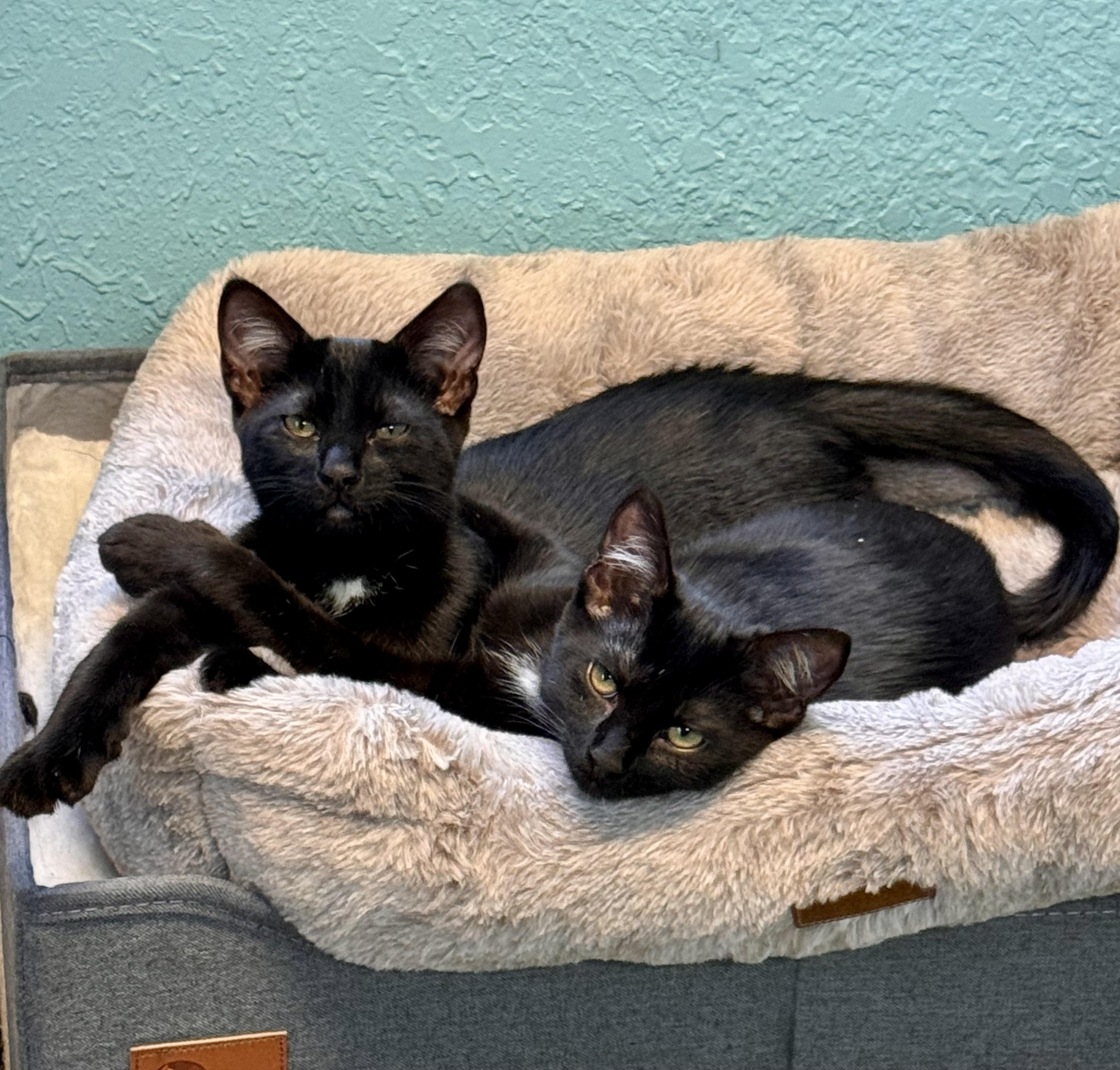 Enlarge Christian & Cam Brothers Kittens Bonded Pair, a ADOPTABLE Domestic Short Hair in Monroe, NC image 2/6