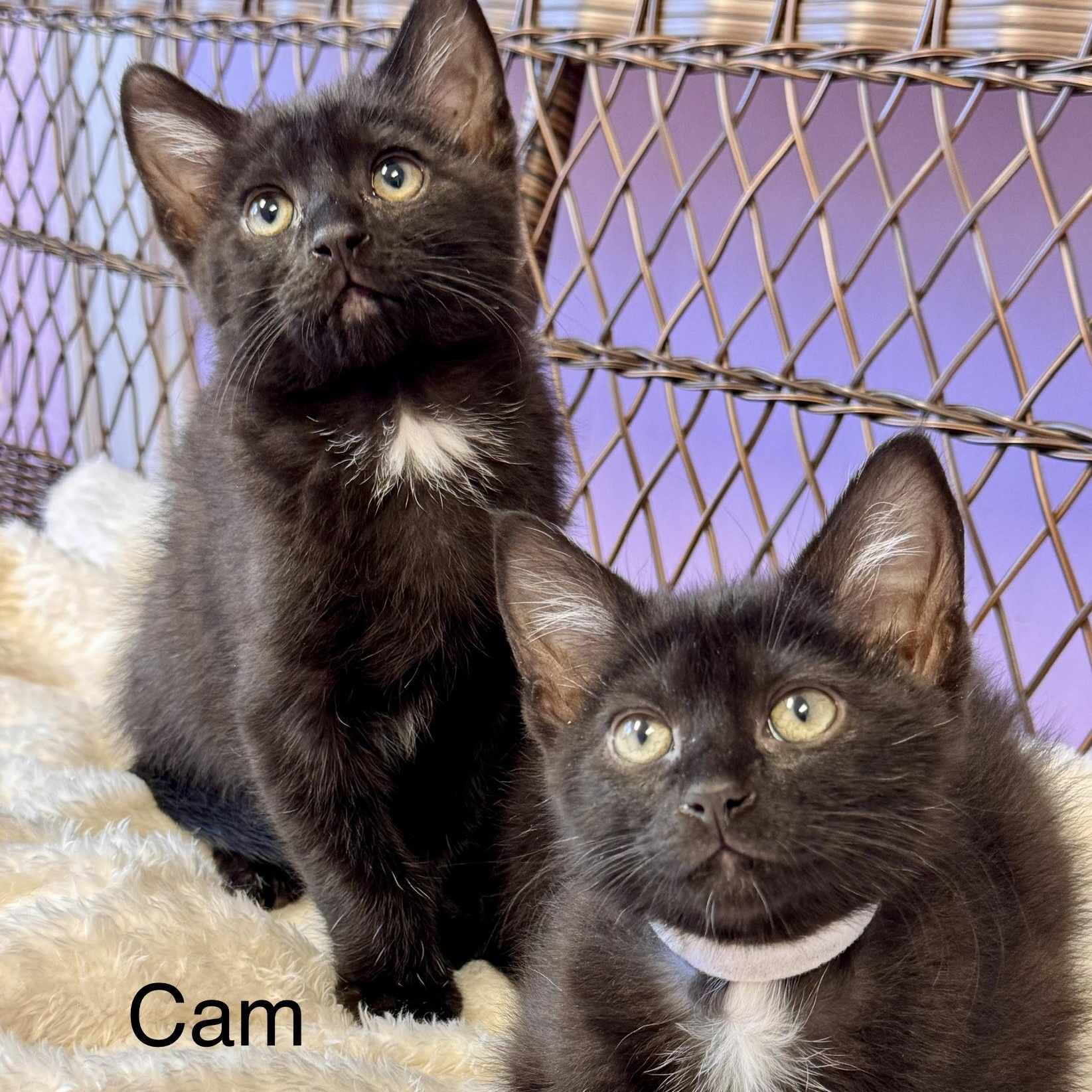 Christian & Cam Brothers Kittens Bonded Pair, ADOPTABLE, Young Male Domestic Short Hair.