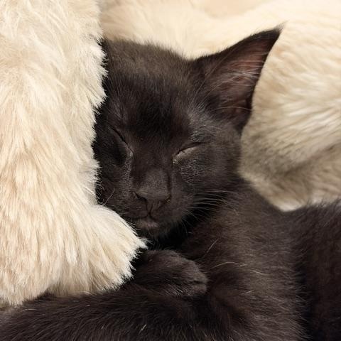 Enlarge Christian & Cam Brothers Kittens Bonded Pair, a ADOPTABLE Domestic Short Hair in Monroe, NC image 5/6