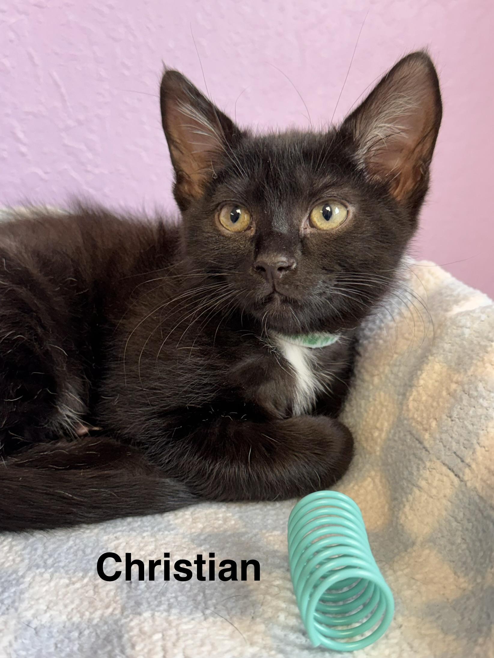 Enlarge Christian & Cam Brothers Kittens Bonded Pair, a ADOPTABLE Domestic Short Hair in Monroe, NC image 4/6