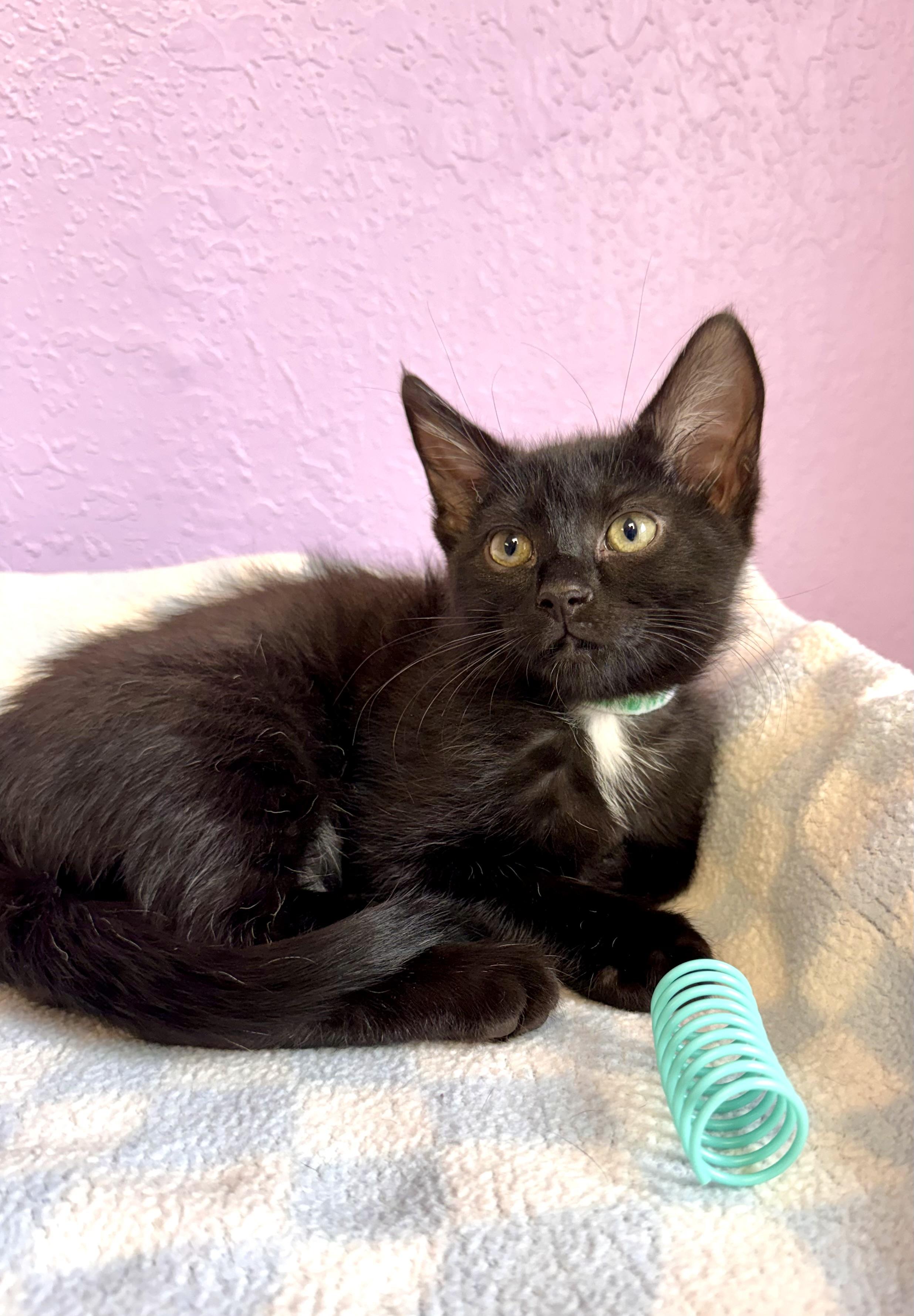 Enlarge Christian & Cam Brothers Kittens Bonded Pair, a ADOPTABLE Domestic Short Hair in Monroe, NC image 6/6