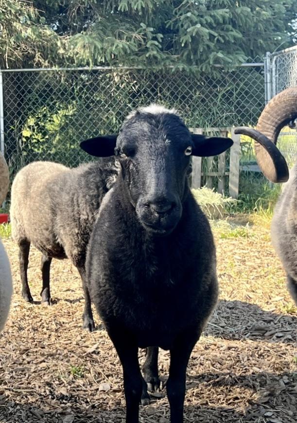 Piper, Ivy, and Agnes
