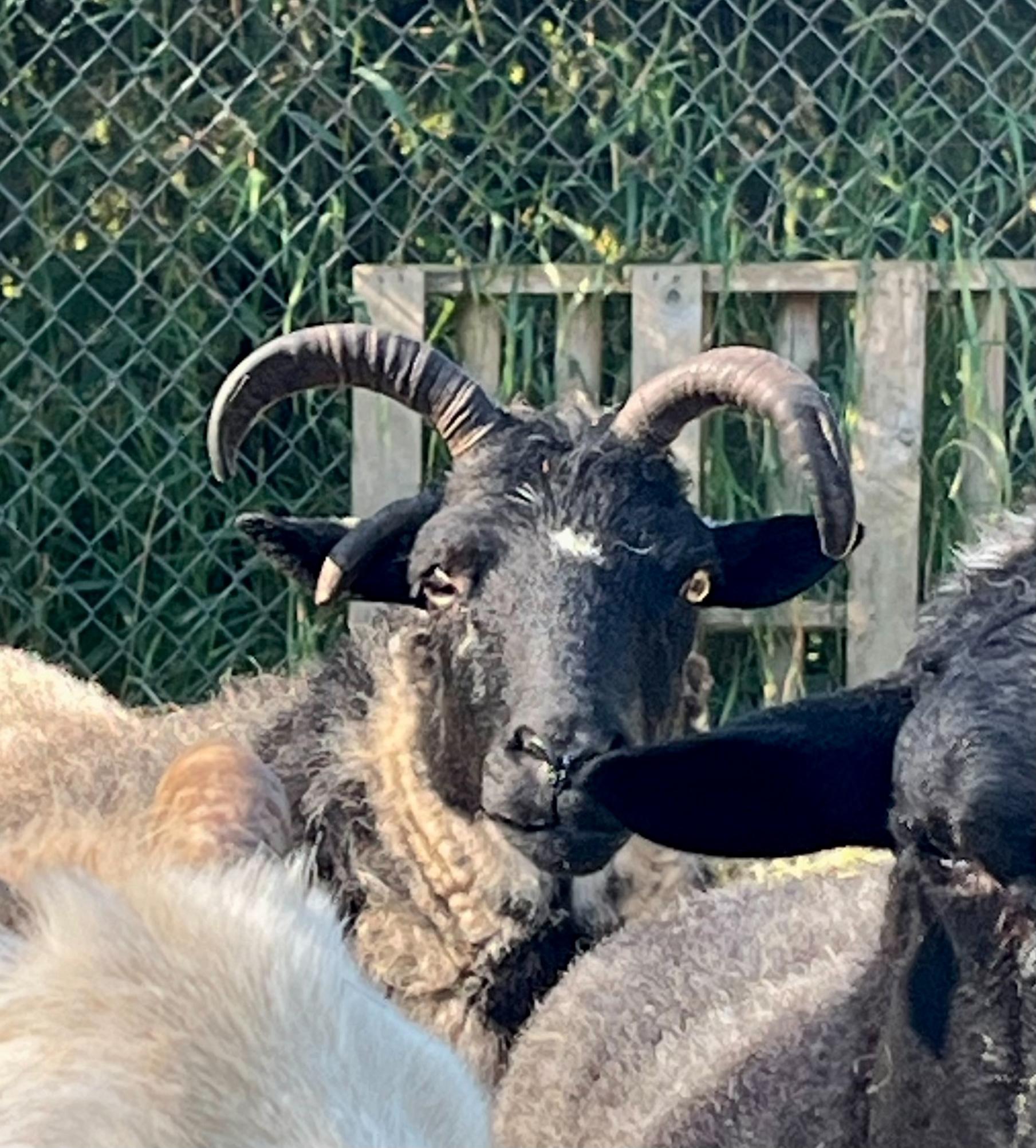 Piper, Ivy, and Agnes, a Adoptable Sheep in Bellingham, WA image 3/3