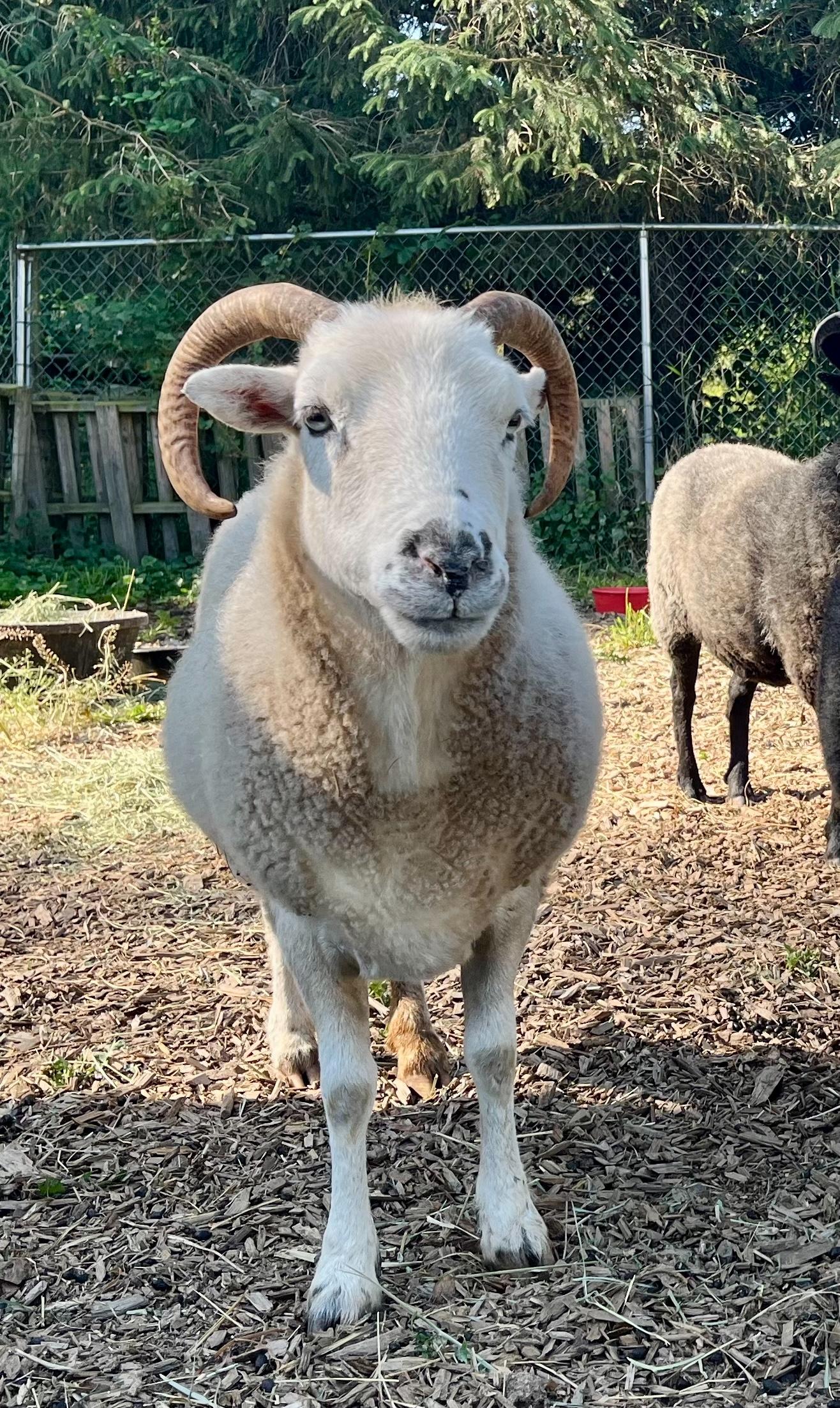 Piper, Ivy, and Agnes, a Adoptable Sheep in Bellingham, WA image 1/3