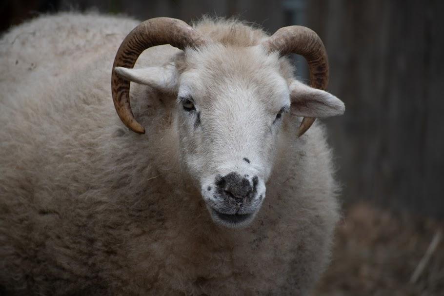 Enlarge Piper and Agnes, a Adoptable Sheep in Bellingham, WA image 4/4
