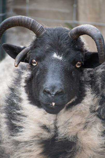 Piper and Agnes, Adoptable, Adult Female Sheep.