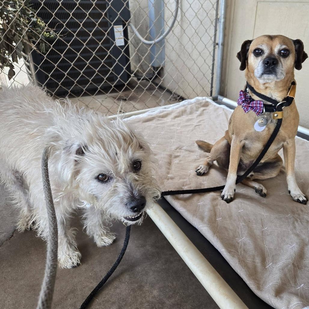 Tramp — thumbnail 5