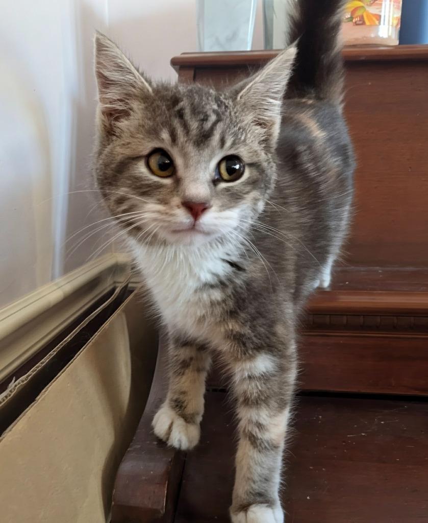 Enlarge Monday, a Adopted mixed breed in Olathe, KS image 1/2