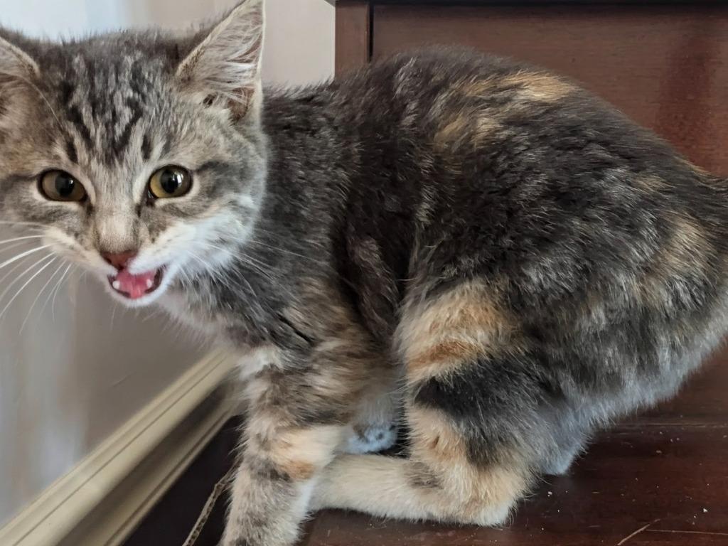 Enlarge Monday, a Adopted mixed breed in Olathe, KS image 2/2