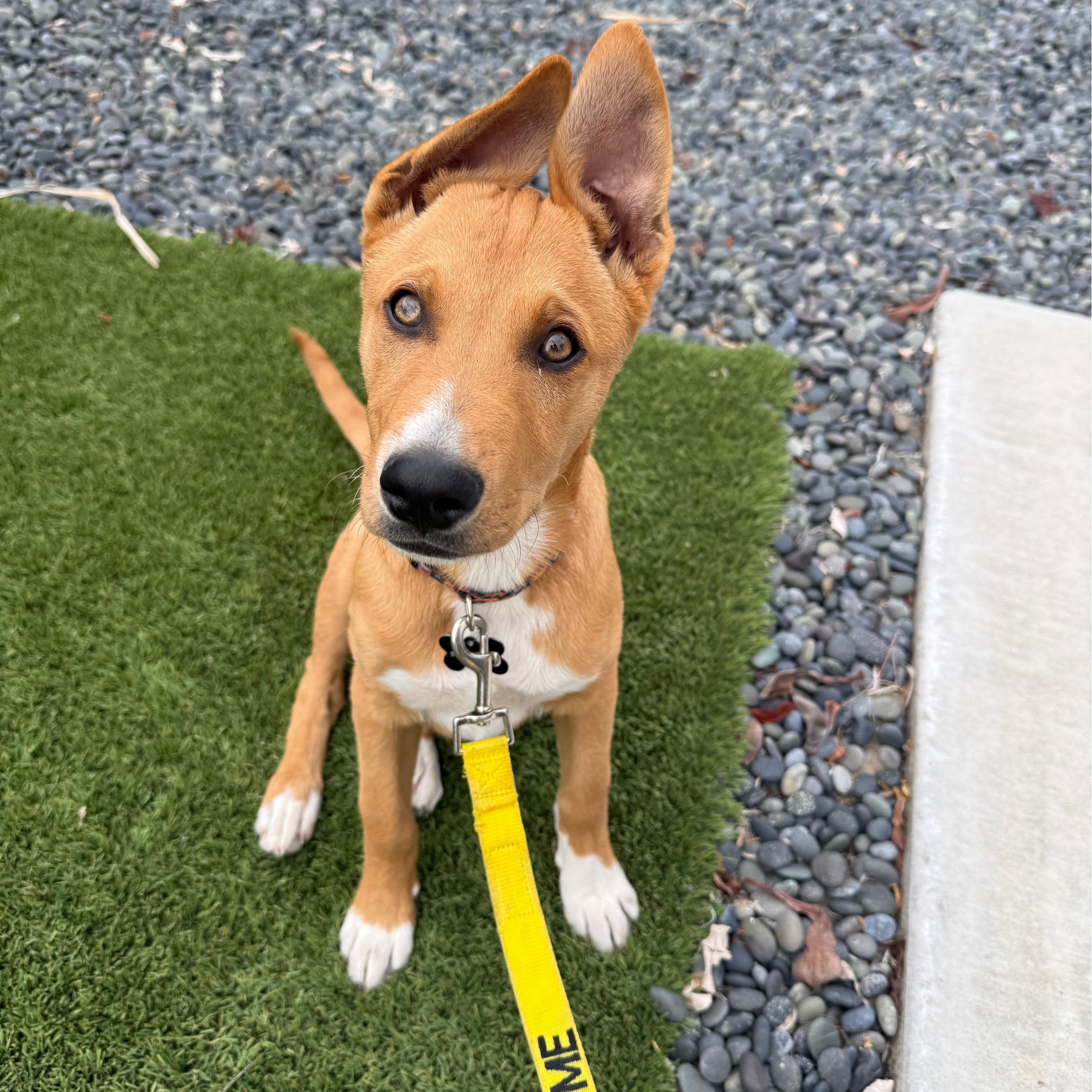Enlarge Legend, a Adoptable mixed breed in San Diego, CA image 2/5