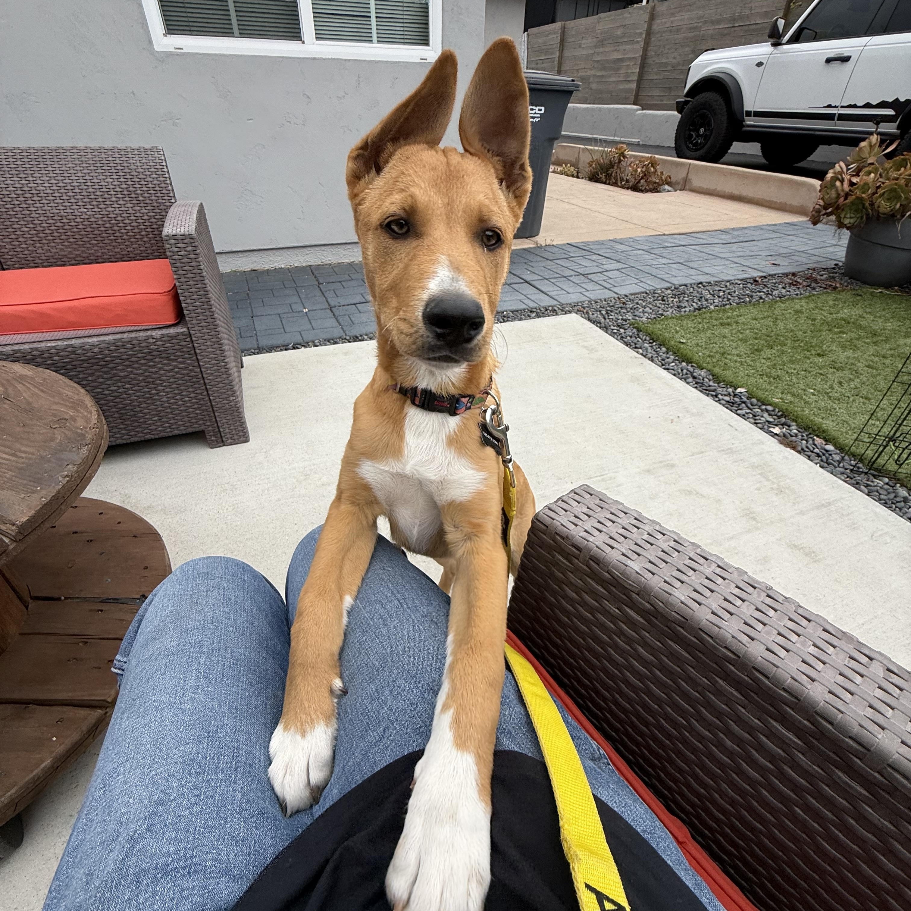 Enlarge Legend, a Adoptable mixed breed in San Diego, CA image 4/5