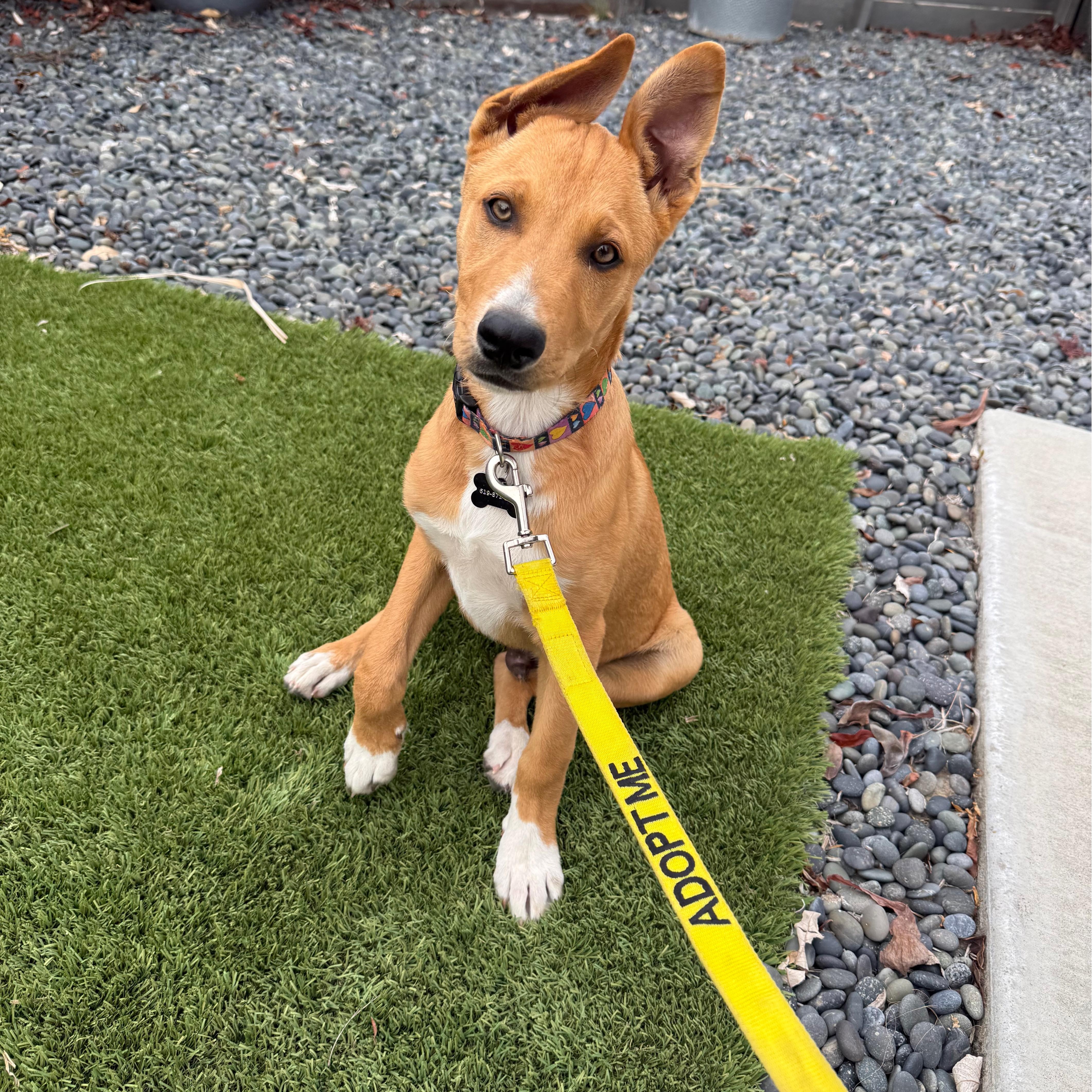 Enlarge Legend, a Adoptable mixed breed in San Diego, CA image 3/5