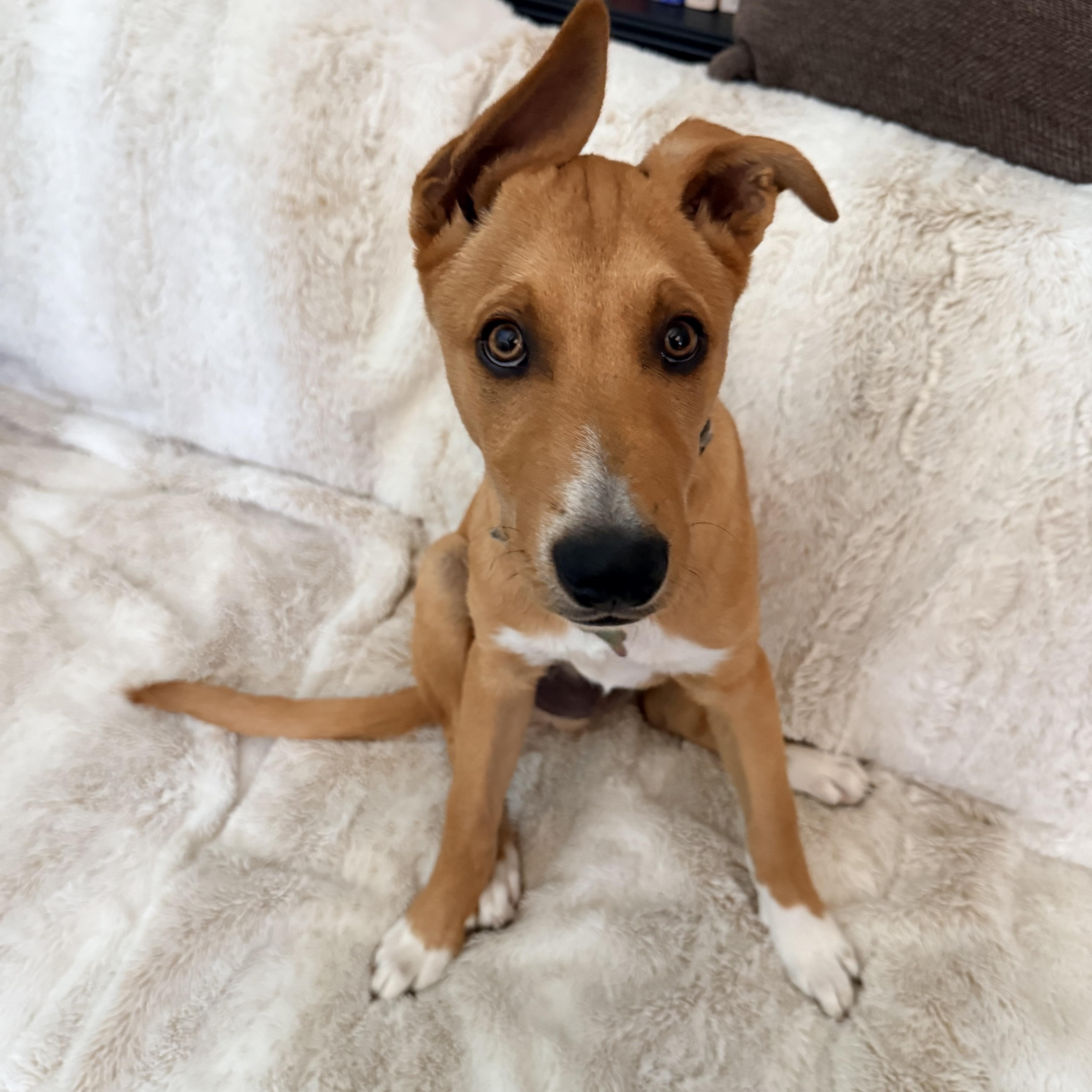 Enlarge Legend, a Adoptable mixed breed in San Diego, CA image 5/5