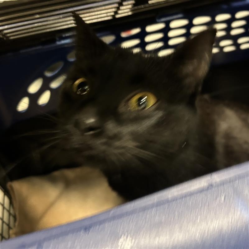 Kitana, Adoptable, Adult Female Domestic Short Hair.