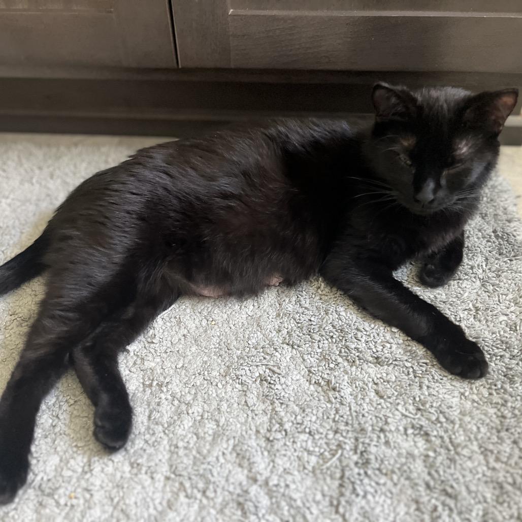 Kitana, a Adoptable Domestic Short Hair in Redmond, WA image 2/2