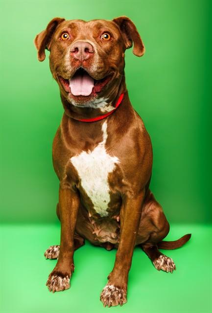 COCO PUFF, Adoptable, Adult Female Labrador Retriever & Mixed Breed.