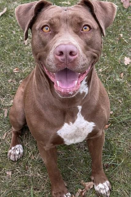 COCO, Adoptable, Adult Female Labrador Retriever & Mixed Breed.