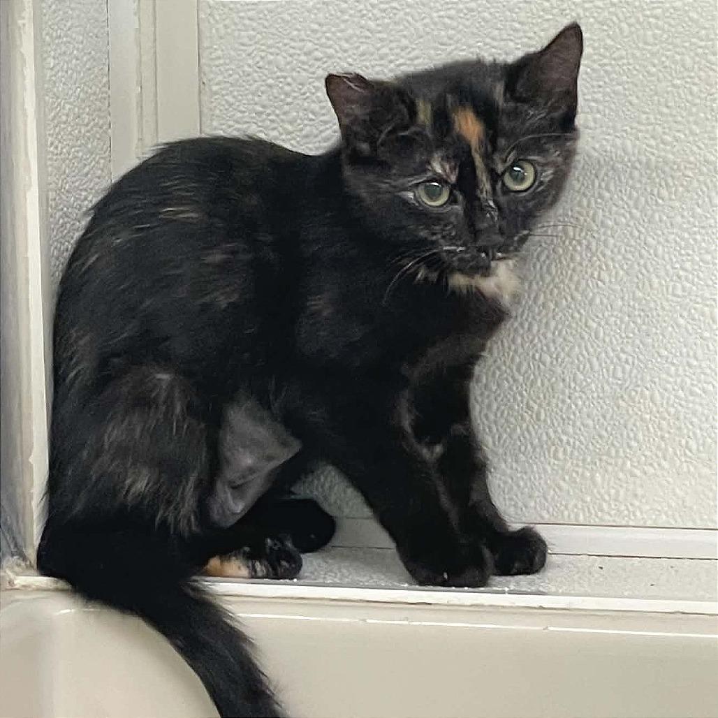 Enlarge Beth, a Adoptable Domestic Short Hair in St. Helena, CA image 1/5