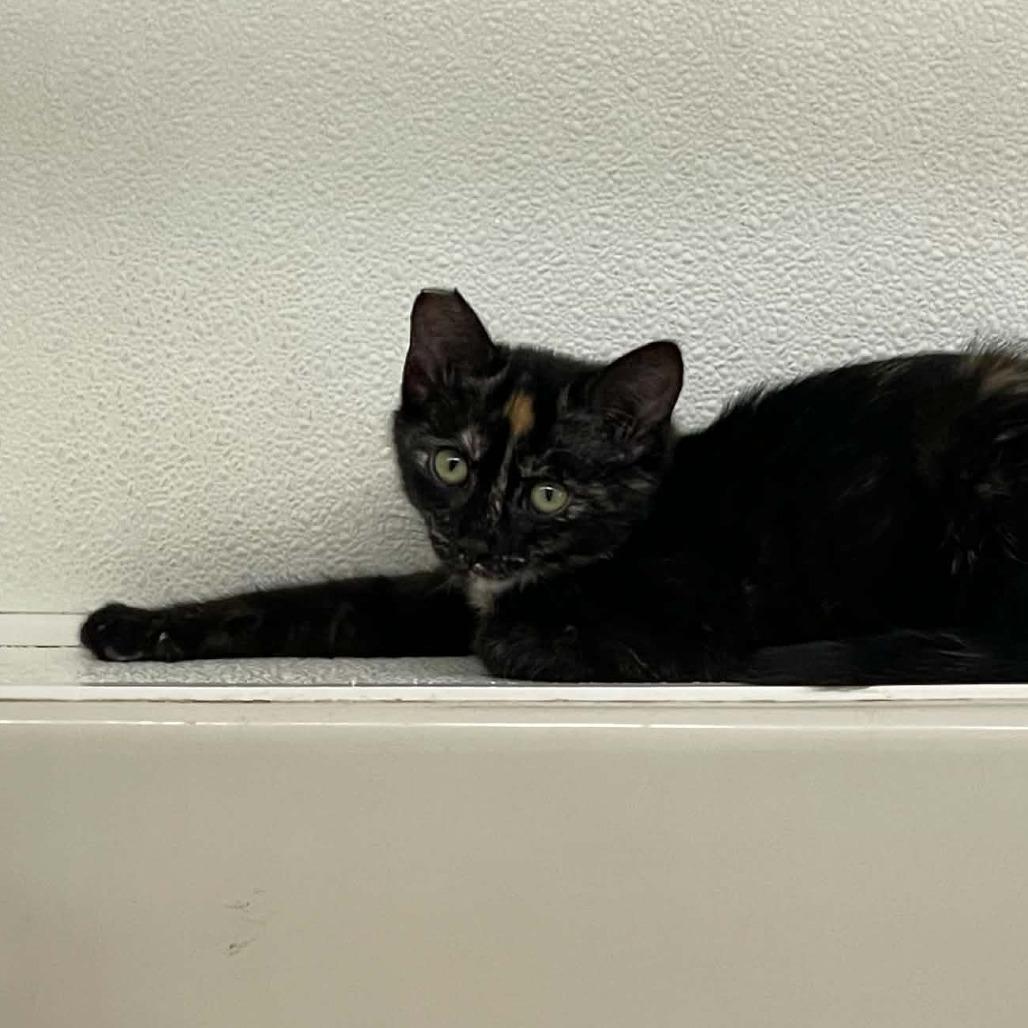 Enlarge Beth, a Adoptable Domestic Short Hair in St. Helena, CA image 2/5