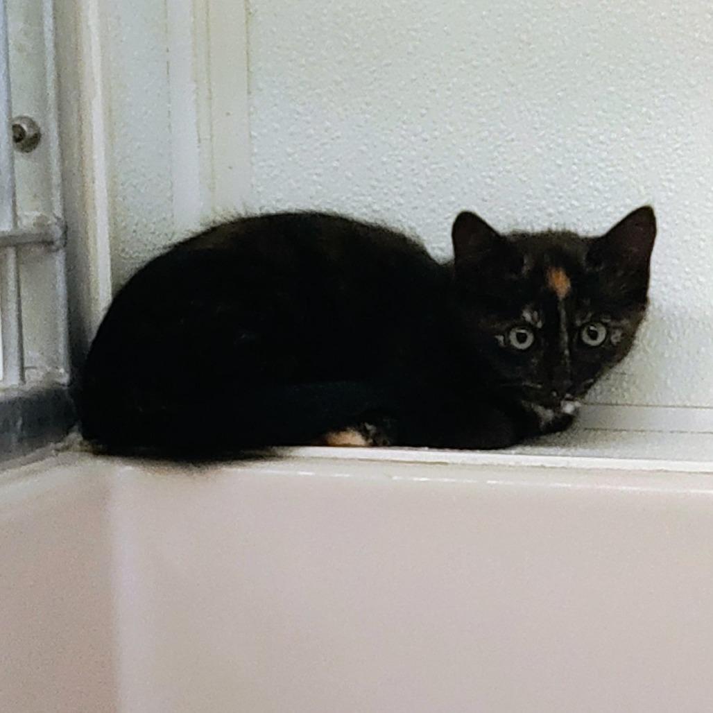 Enlarge Beth, a Adoptable Domestic Short Hair in St. Helena, CA image 3/5