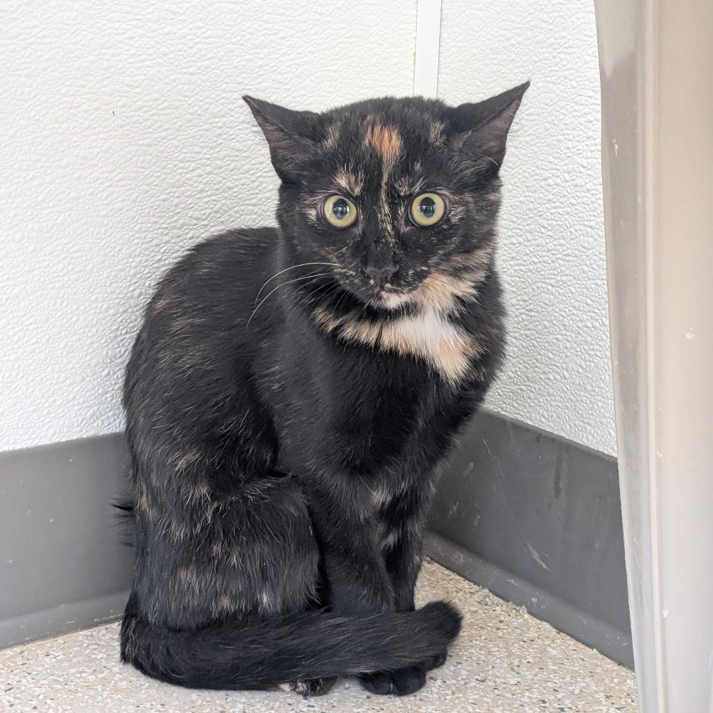 Enlarge Beth, a Adoptable Domestic Short Hair in St. Helena, CA image 4/5