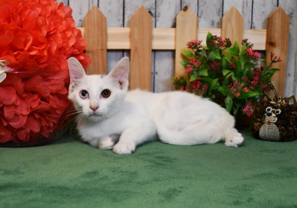 Vivian, Adoptable, Kitten Female Domestic Short Hair.