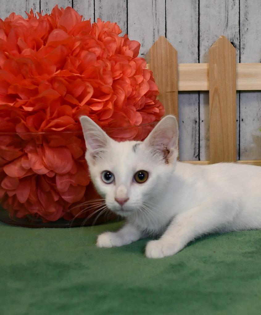 Vivian, a Adoptable mixed breed in Roanoke, TX image 2/3