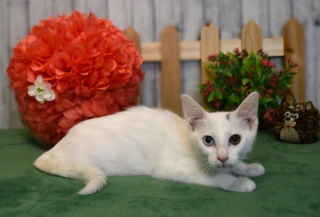 Vivian, a Adoptable mixed breed in Roanoke, TX image 3/3