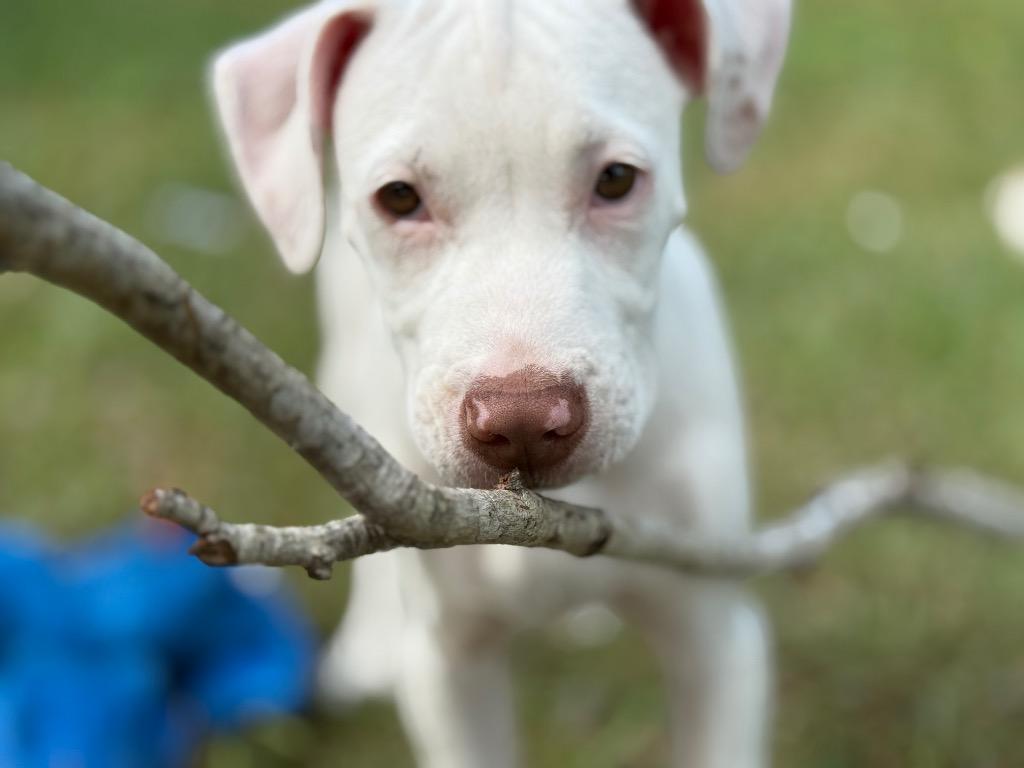 Brody, Adoptable, Young Male Mastiff & Pit Bull Terrier.