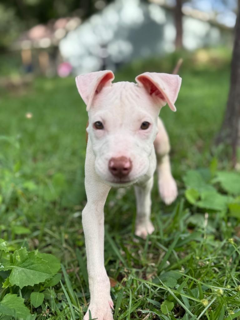 Enlarge Brody, a Adoptable mixed breed in Orlando, FL image 2/5