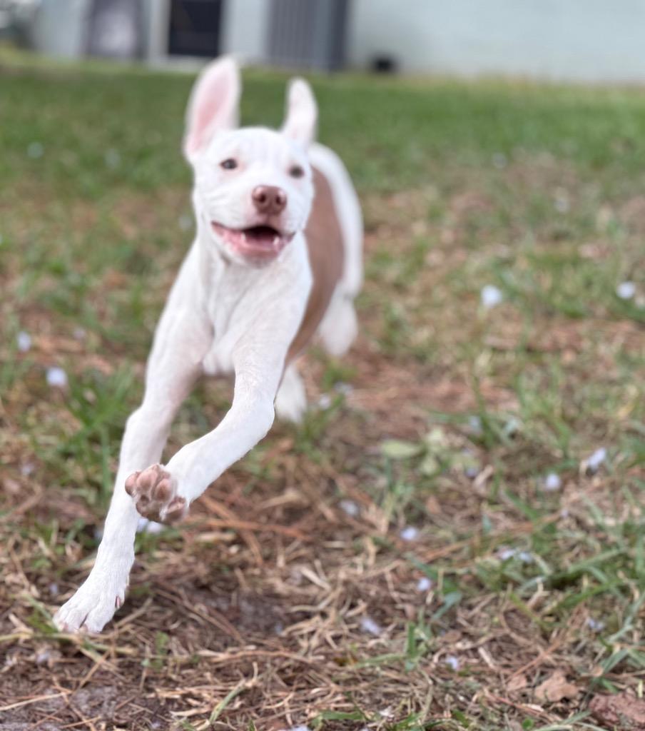 Enlarge Brody, a Adoptable mixed breed in Orlando, FL image 4/5