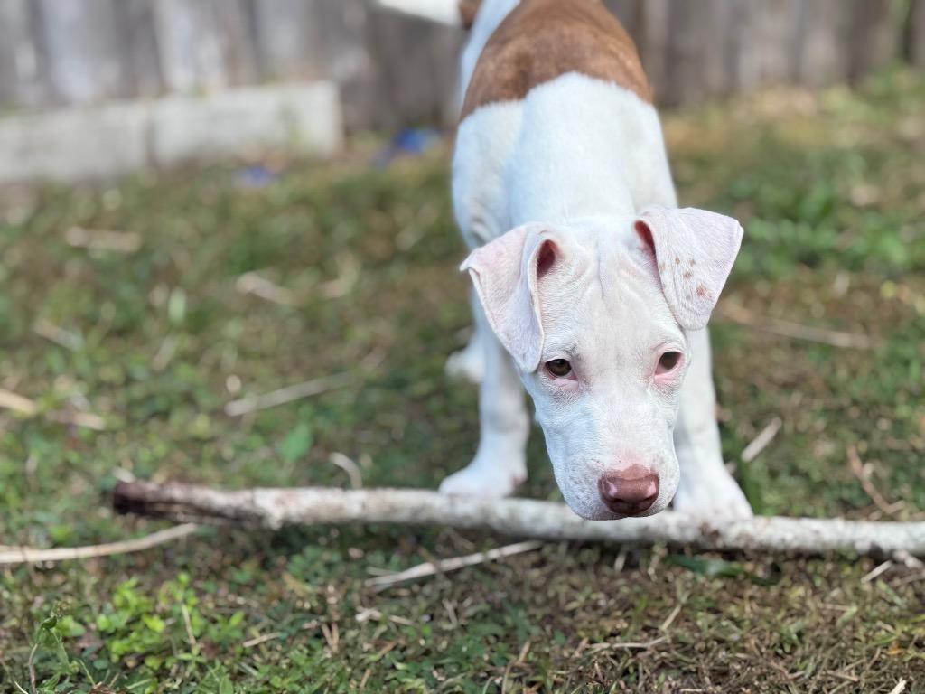Enlarge Brody, a Adoptable mixed breed in Orlando, FL image 5/5