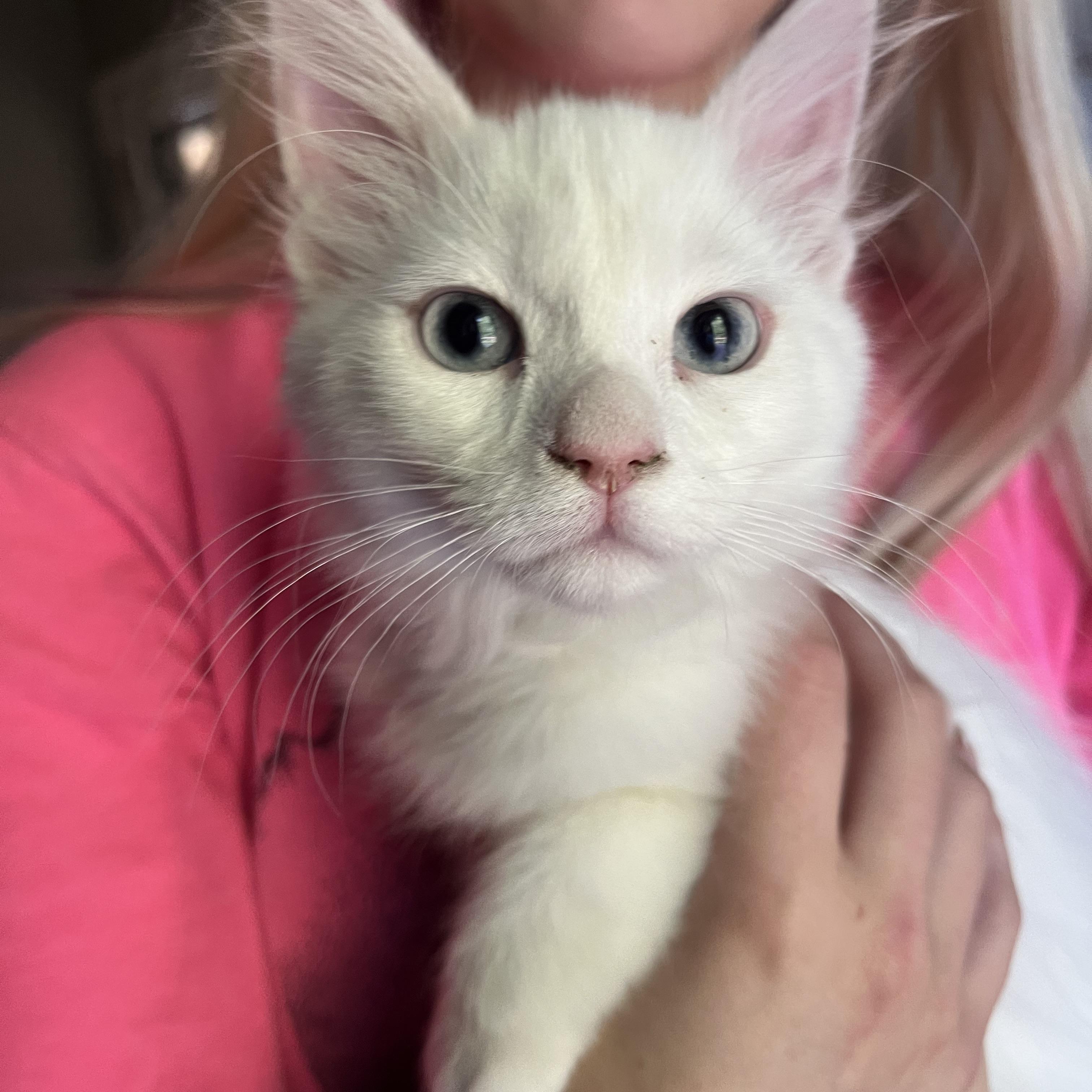 Blue Eyed Casey, adopted, Kitten Male Domestic Medium Hair.