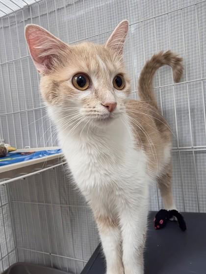 Madame Smudge - super cute sweetheart! 1