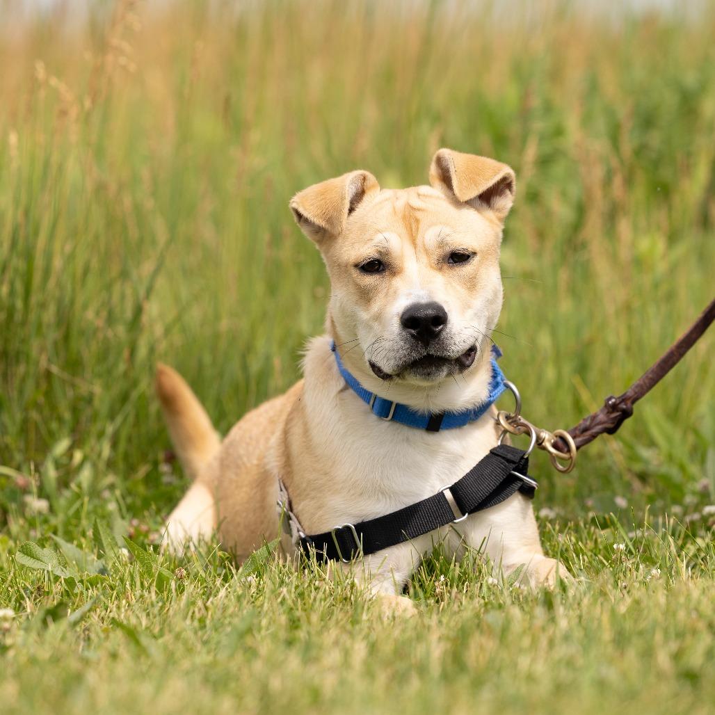 Lemon, Adoptable, Young Female Mixed Breed.