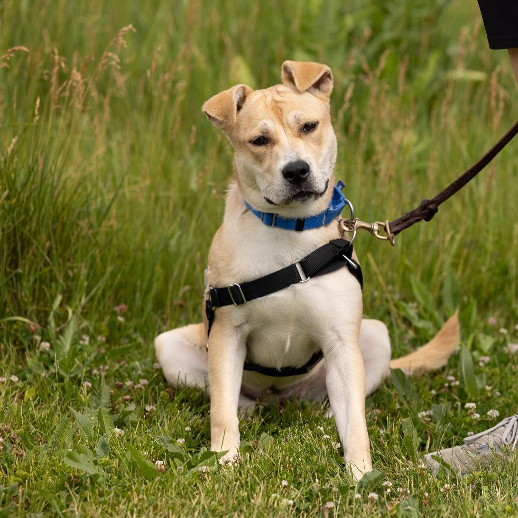 Lemon, a Adoptable Mixed Breed in Waukesha, WI image 2/5