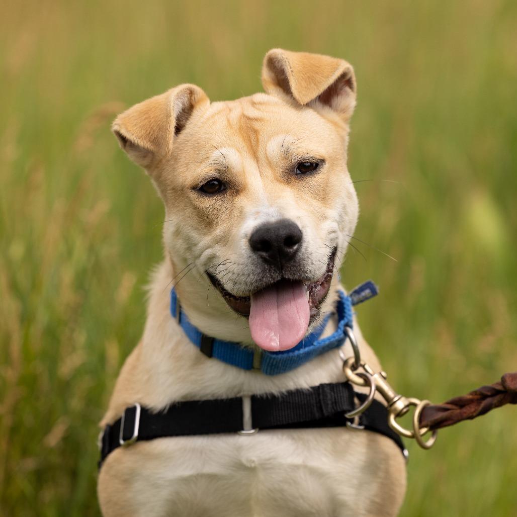 Lemon, a Adoptable Mixed Breed in Waukesha, WI image 3/5