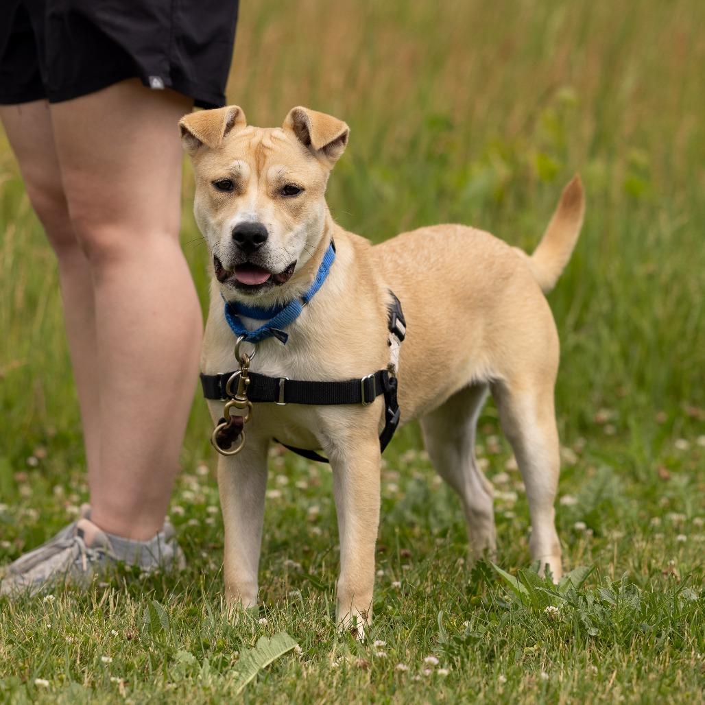 Lemon, a Adoptable Mixed Breed in Waukesha, WI image 4/5