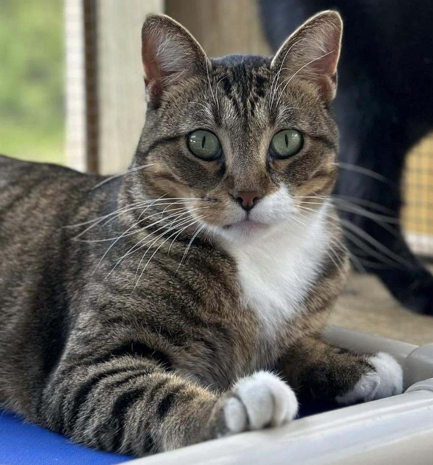 Enlarge Winona, a ADOPTABLE Domestic Short Hair in Faribault, MN image 2/6