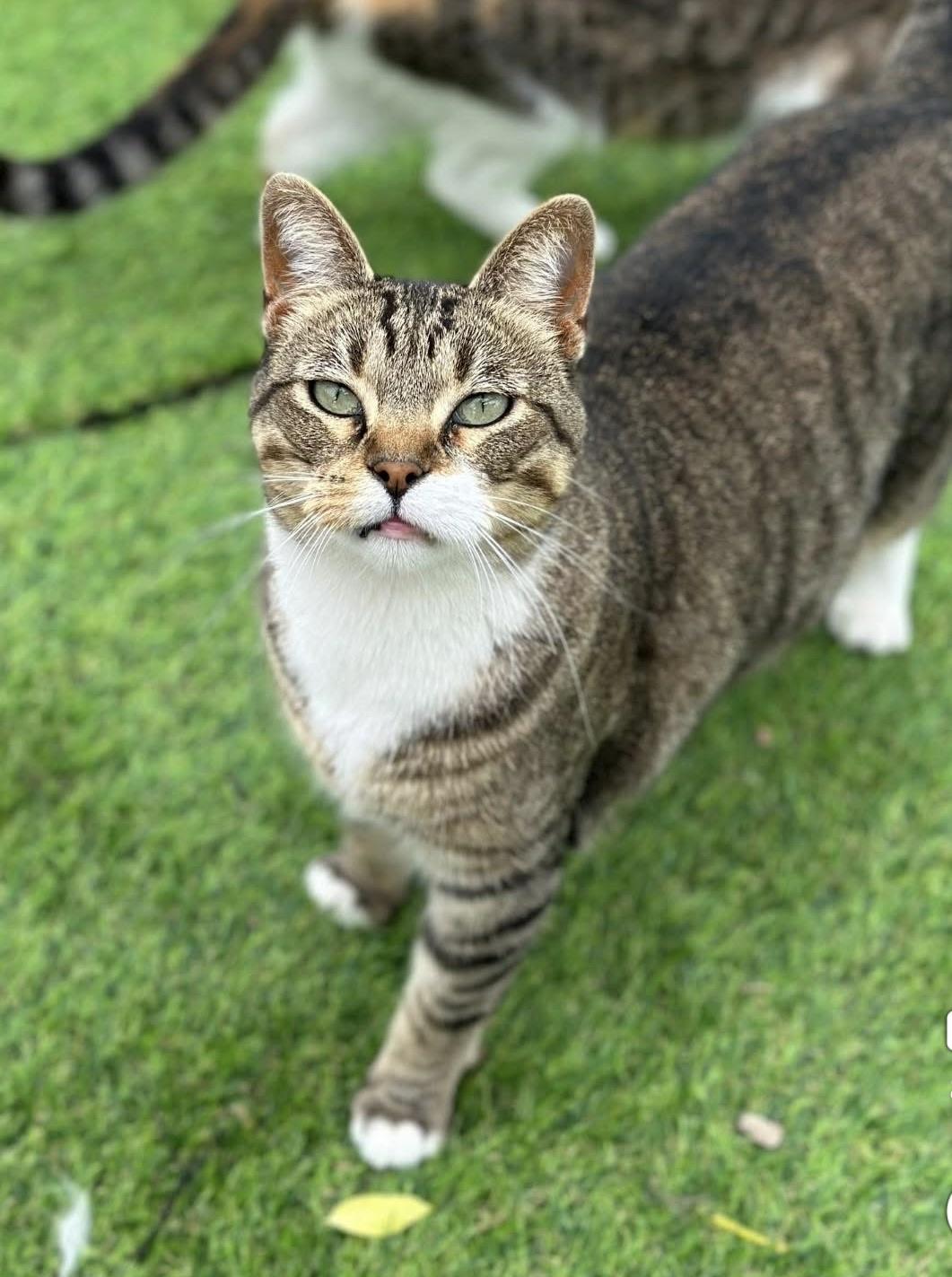 Enlarge Winona, a ADOPTABLE Domestic Short Hair in Faribault, MN image 5/6