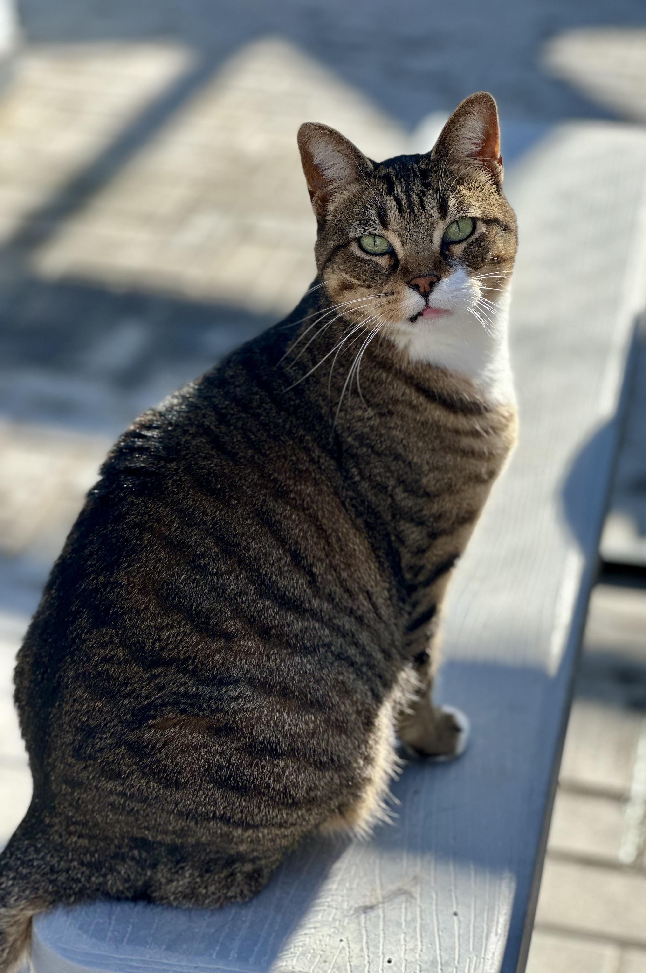 Winona, ADOPTABLE, Adult Female Domestic Short Hair.