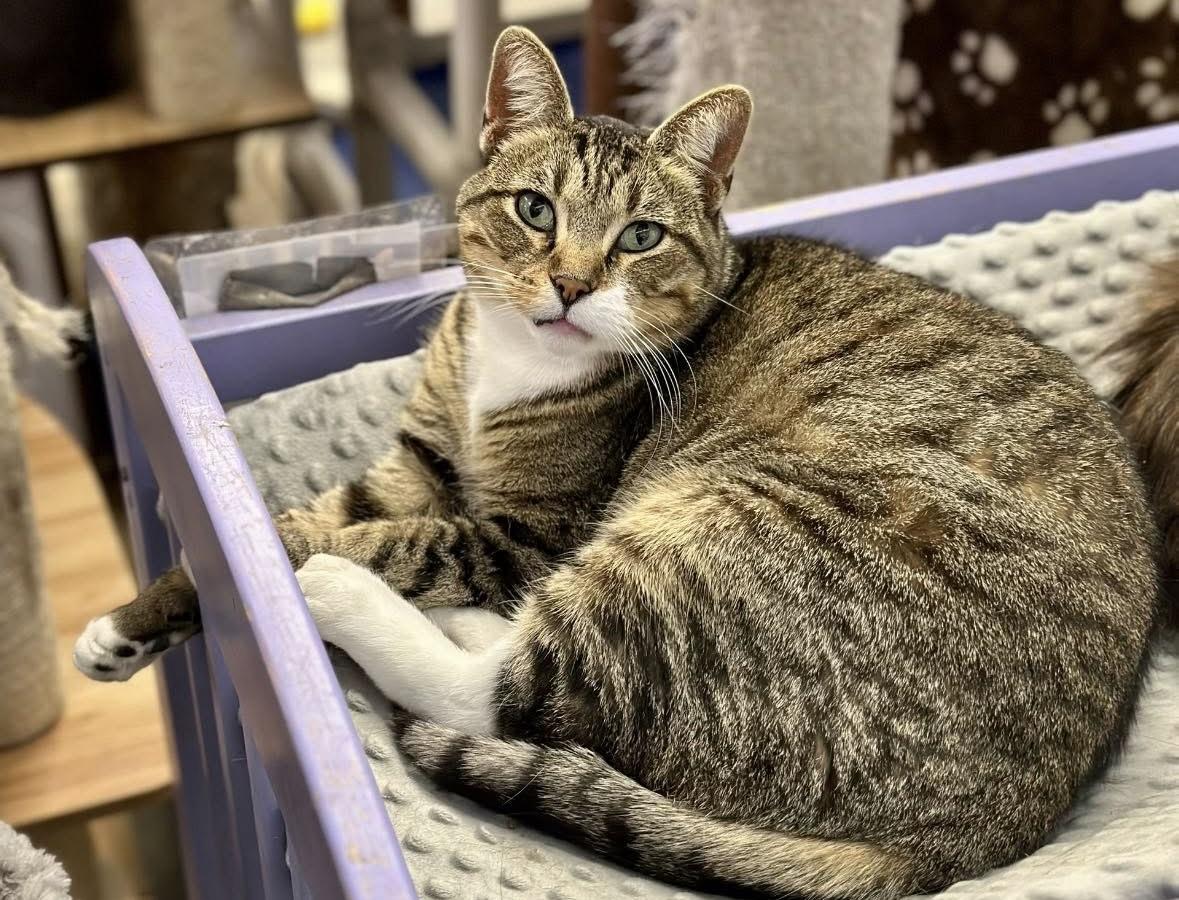 Enlarge Winona, a ADOPTABLE Domestic Short Hair in Faribault, MN image 4/6