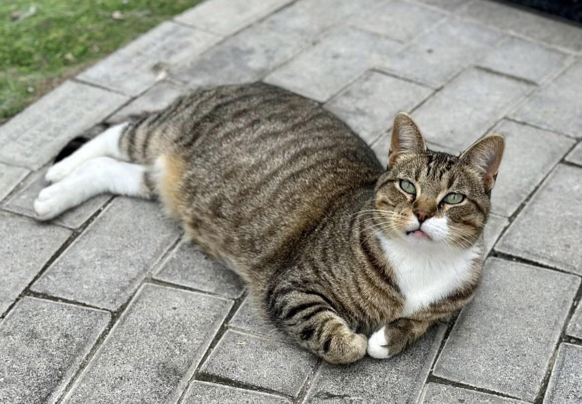 Enlarge Winona, a ADOPTABLE Domestic Short Hair in Faribault, MN image 6/6