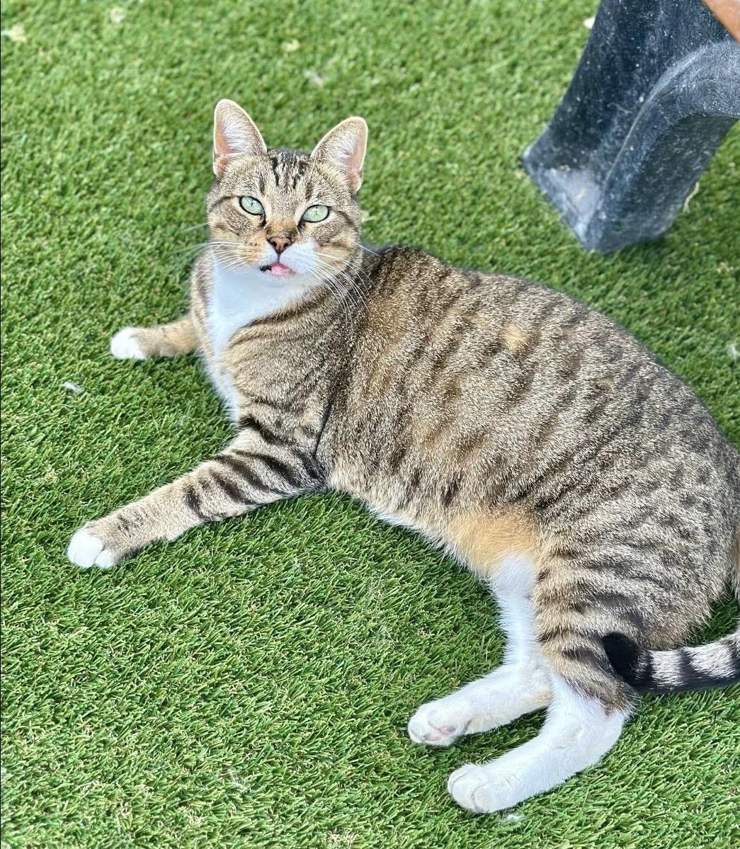 Enlarge Winona, a ADOPTABLE Domestic Short Hair in Faribault, MN image 3/6