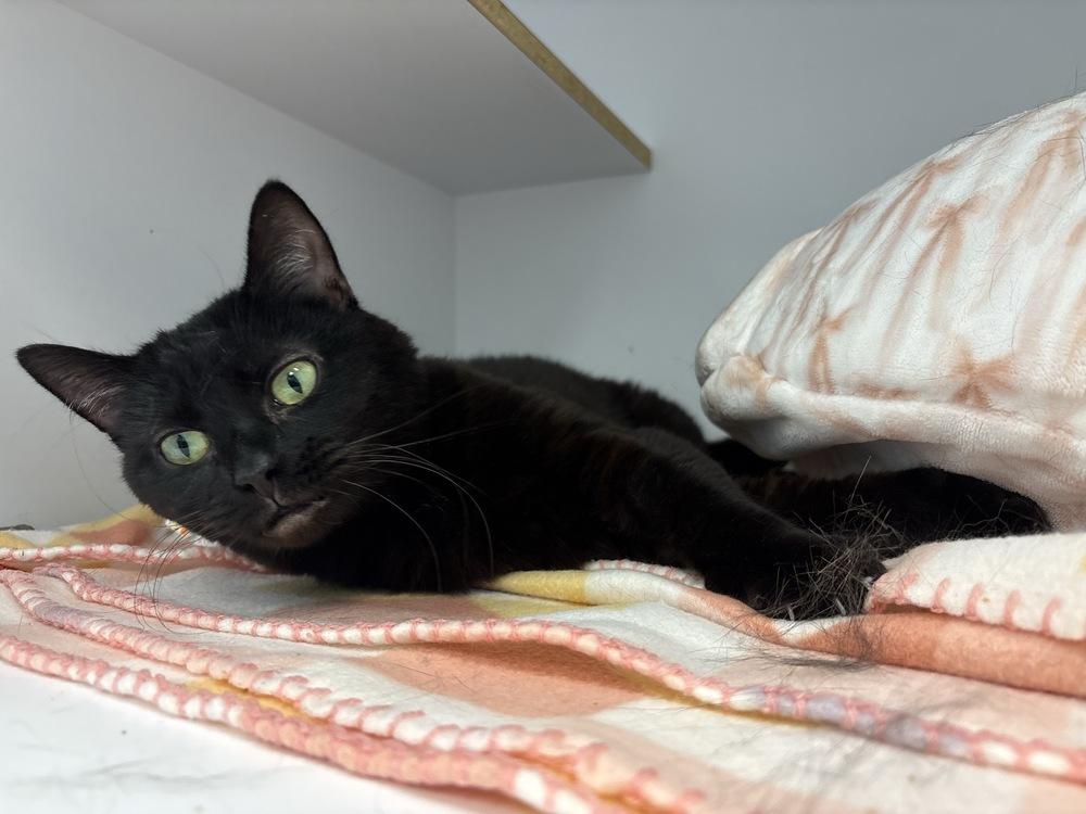 Roxie, Adoptable, Adult Female Domestic Medium Hair.