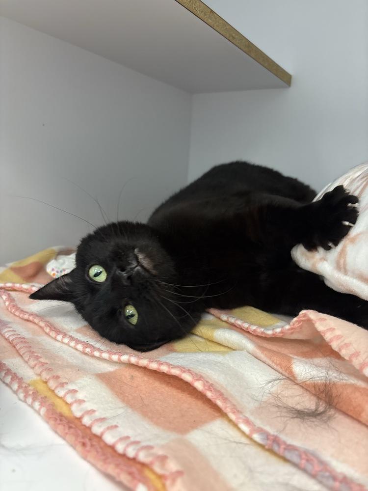 Enlarge Roxie, a Adoptable Domestic Medium Hair in Trenton, ME image 2/4