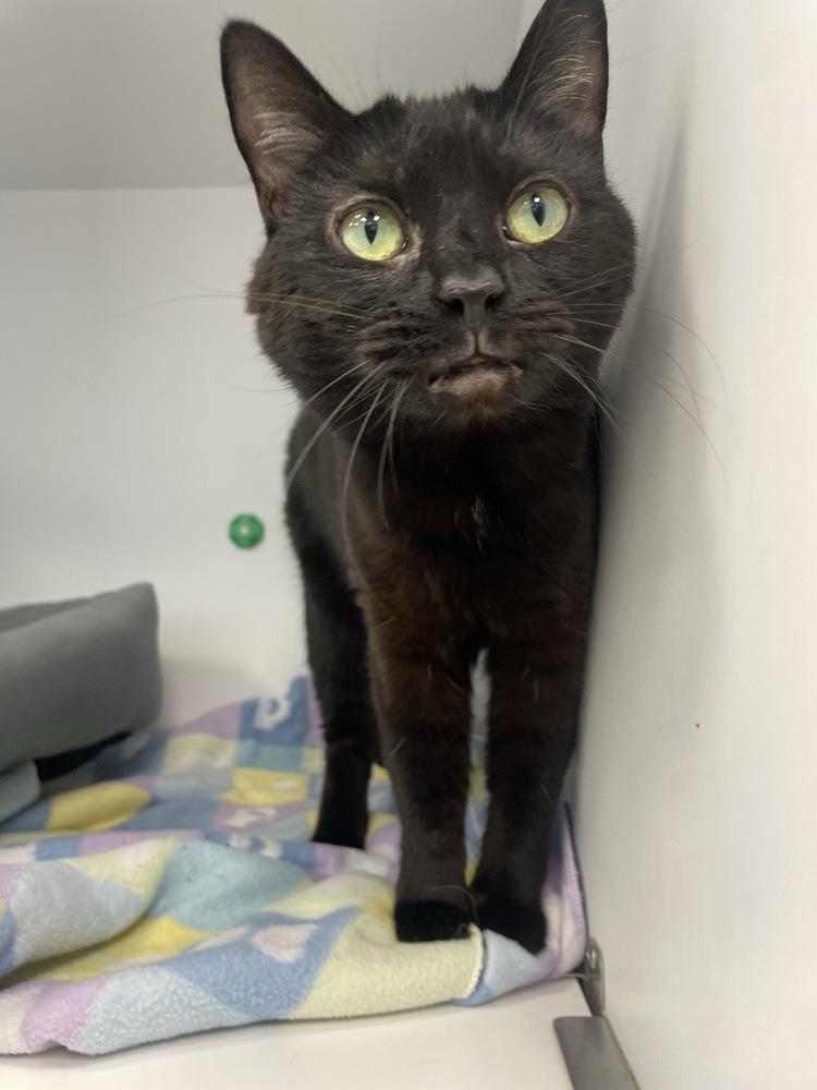 Roxie, a Adoptable Domestic Medium Hair in Trenton, ME image 3/6