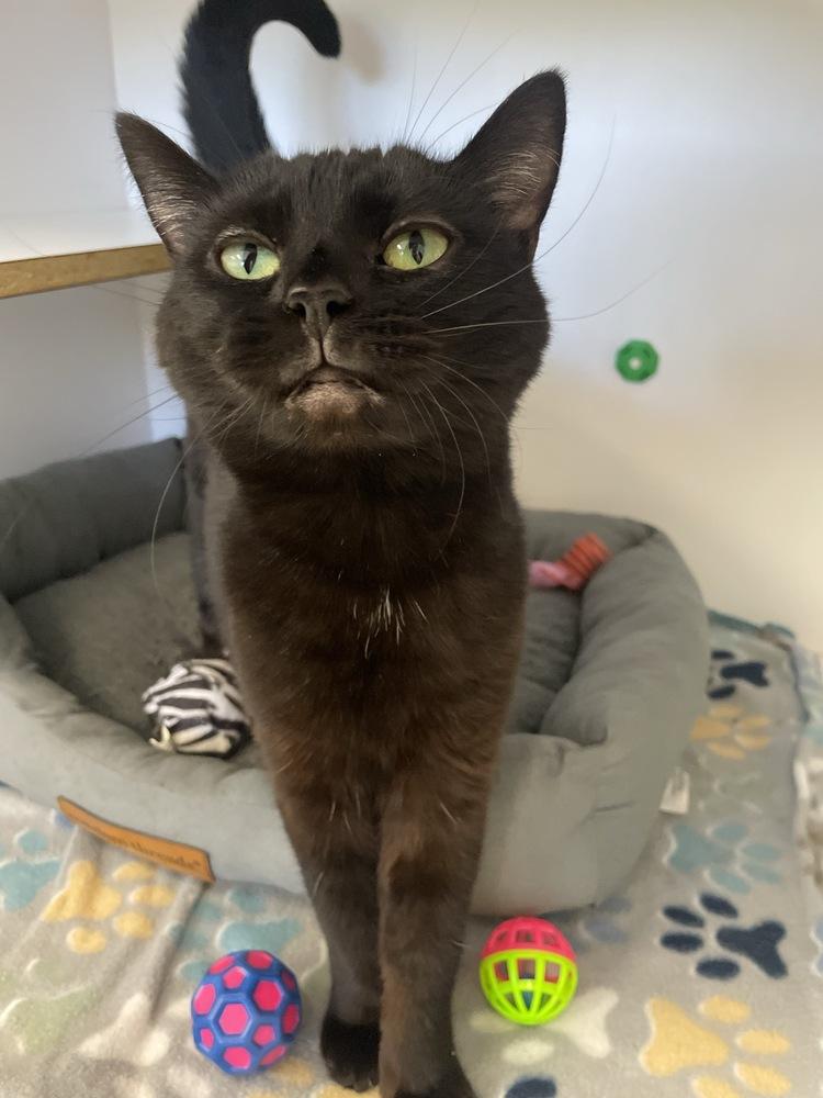 Roxie, a Adoptable Domestic Medium Hair in Trenton, ME image 4/6