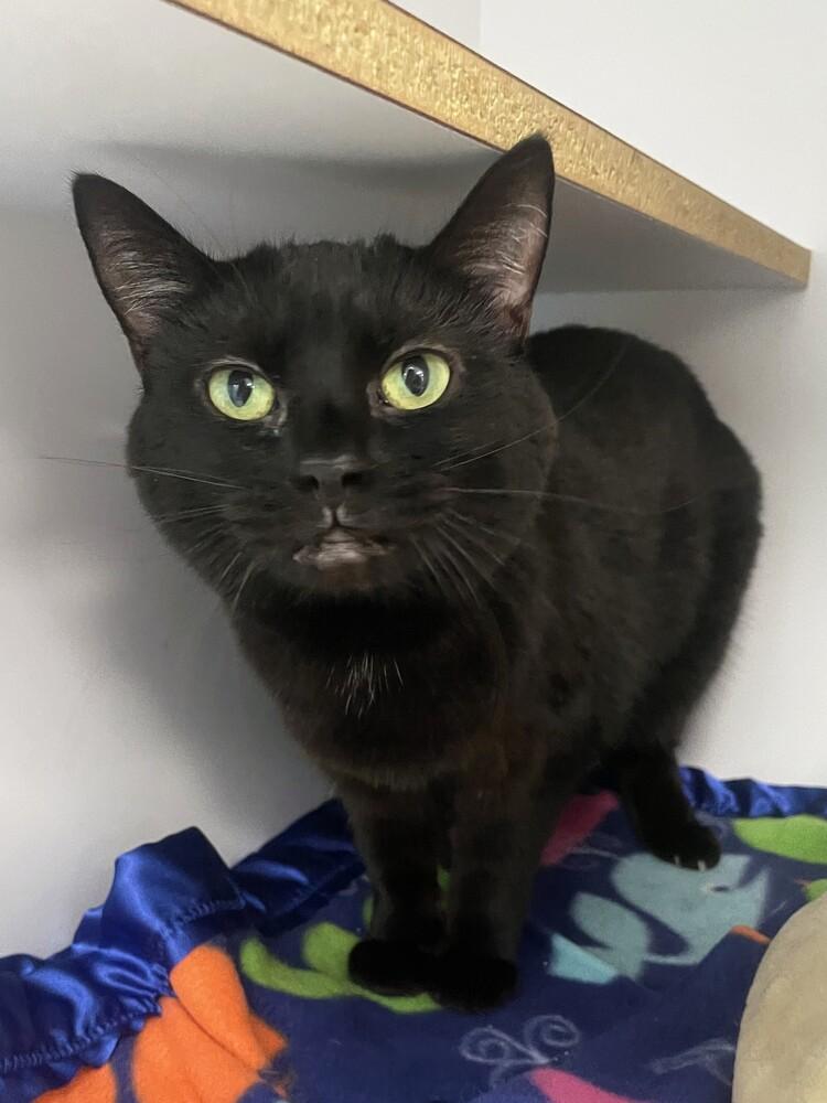 Roxie, a Adoptable Domestic Medium Hair in Trenton, ME image 4/6